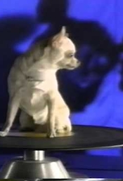 They Don't Call them Chihuahuas Anymore